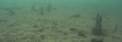 Unterwasseraufnahme der Pfahlbaufundstelle Beinwil-Ägelmoos