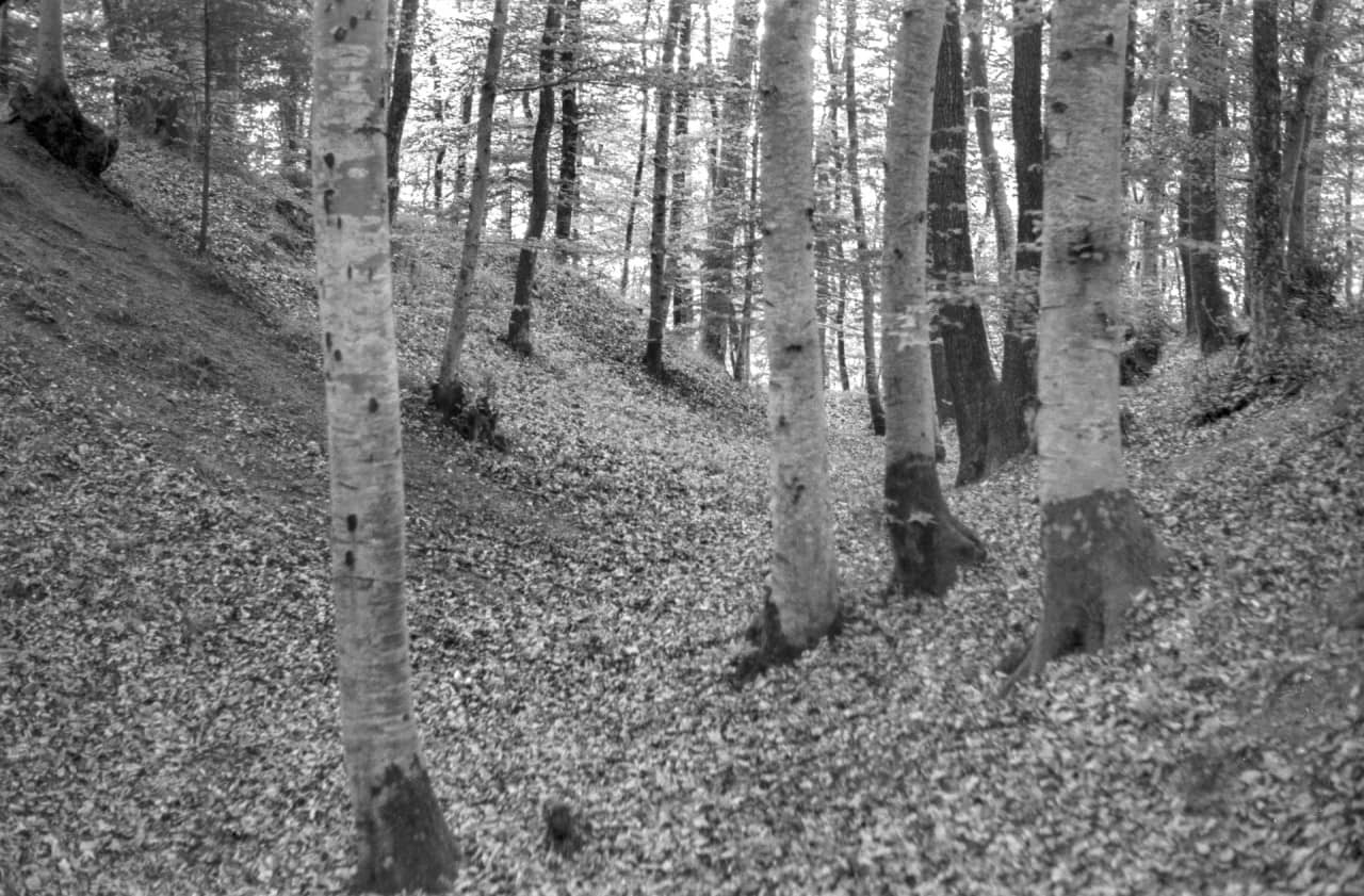 Die WAllanlage von Besenbüren im Wald.