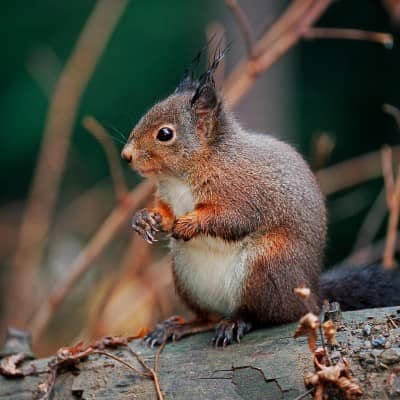 Ein Eichhörnchen sitzt auf einem Ast. 