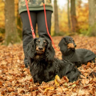 Eine Frau führt  zwei Hunde im Wald an der Leine