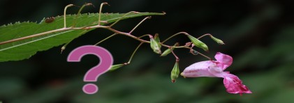 Springkraut Blüte