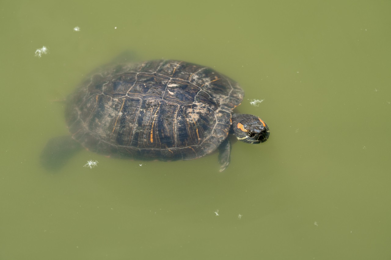 Schildkröte schwimmt in grünlichem Wasser. Auf den Wangen sind rot-orange Flecken, welche zeigen, dass es sich umd eine Rotwangen-Schmuckschildkröte handelt. Der Rückenpanzer hat zudem eine geometrische Musterung in Braun- und Gelbtönen.. 