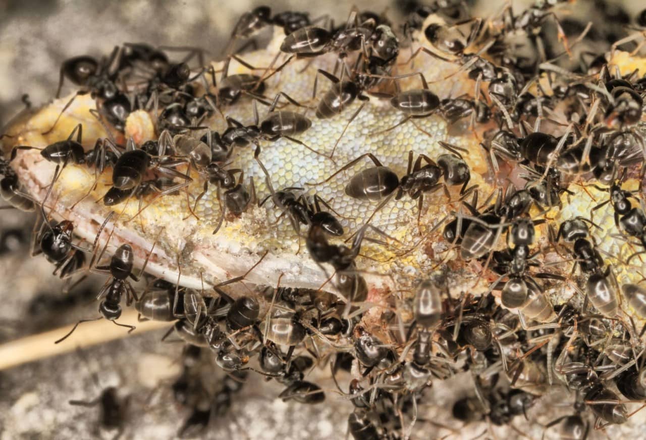 Nahaufnahme von Ameisen der Art "Tapinoma magnum" in einem Nest. Die Ameisen sind sehr klein und schwarz-braun.