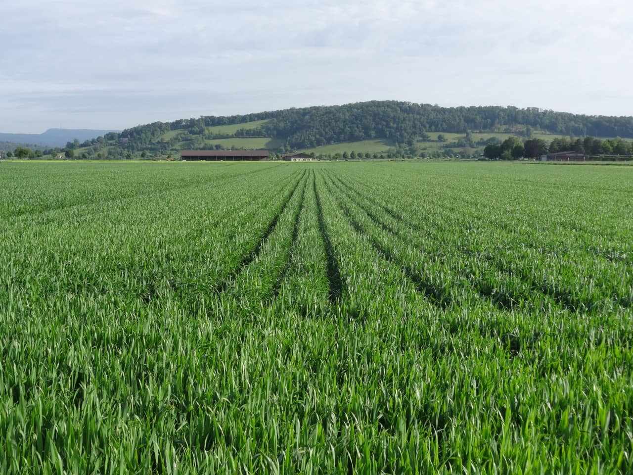 Ein Getreidefeld, weit gesät, damit die Feldlerche auch im Frühsommer geeignete Brutplätze findet.